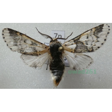 Furcula bicuspis (Borkhausen, 1790) male Poland7n